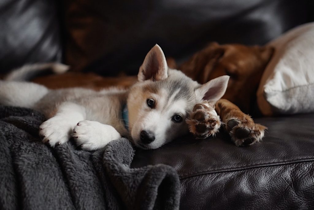 dog in bed